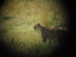 14723 Leopard through binoculars.jpg